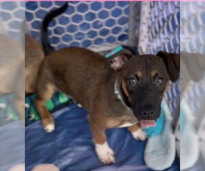 Chihuahua-Unknown Mix Dogs for adoption in Jacksonville, NC, USA