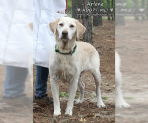 Labrador Retriever Dogs for adoption in Minneola, FL, USA