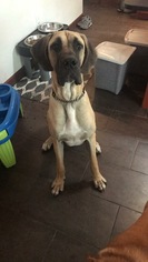 Great Dane Dogs for adoption in COLUMBIA, MD, USA
