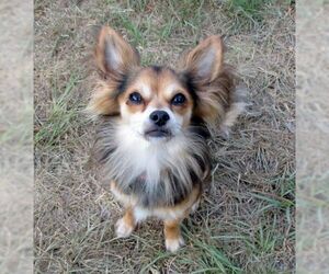 Chihuahua Dogs for adoption in Camden, SC, USA