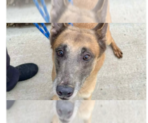 Mutt Dogs for adoption in Imlay City, MI, USA