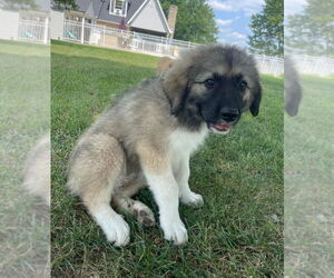 German Shepherd Dog-Great Pyrenees Mix Dogs for adoption in Aurora, IN, USA