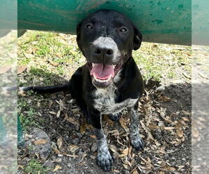 Labrador Retriever-Unknown Mix Dogs for adoption in Rockaway, NJ, USA