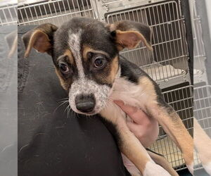 Mutt Dogs for adoption in Chico, CA, USA