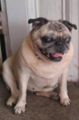 Pug Dogs for adoption in Wilmington, DE, USA