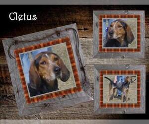 Bluetick Coonhound Dogs for adoption in Ontario, Ontario, Canada