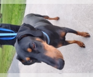 Doberman Pinscher Dogs for adoption in Strongsville, OH, USA