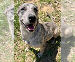 Catahoula Leopard Dog-Unknown Mix Dogs for adoption in Augusta, GA, USA