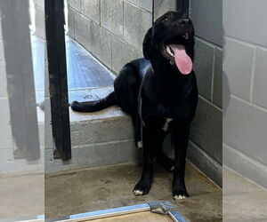 Labrador Retriever Dogs for adoption in Evansville, IN, USA