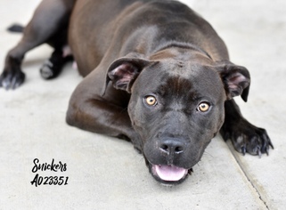 Small Labrador Retriever Mix