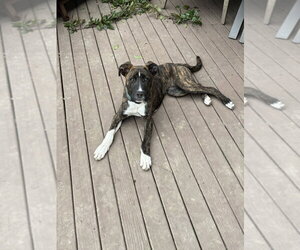 Mutt Dogs for adoption in Aurora, IN, USA