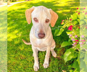 Labrador Retriever Dogs for adoption in Menifee, CA, USA