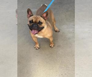 French Bulldog Dogs for adoption in Upland, CA, USA