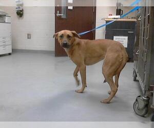 Carolina Dog Dogs for adoption in Fayetteville, NC, USA