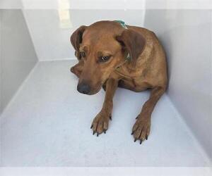 Unknown-Weimaraner Mix Dogs for adoption in Houston, TX, USA