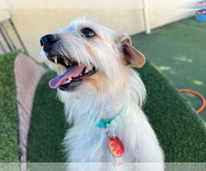 Mutt Dogs for adoption in Phoenix, AZ, USA