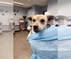 Mutt Dogs for adoption in San Antonio, TX, USA