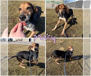 Coonhound-Unknown Mix Dogs for adoption in Pierceton , IN, USA