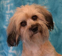 Lhasa Apso Dogs for adoption in Eureka, CA, USA