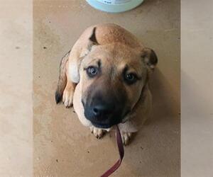 Black Mouth Cur-Unknown Mix Dogs for adoption in Chula Vista, CA, USA