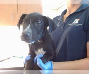 Mutt Dogs for adoption in Sacramento, CA, USA