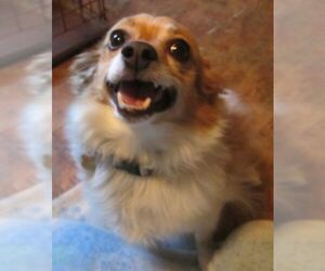 Papillon Dogs for adoption in East Brunswick, NJ, USA