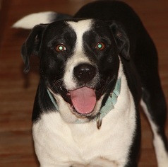 Border Collie-Staffordshire Bull Terrier Mix Dogs for adoption in Pipestem, WV, USA