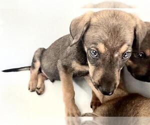 Rhodesian Ridgeback-Unknown Mix Dogs for adoption in Houston, TX, USA