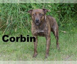 American Pit Bull Terrier-Plott Hound Mix Dogs for adoption in Saint Louis, MO, USA