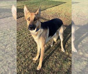 German Shepherd Dog Dogs for adoption in Riverside, CA, USA
