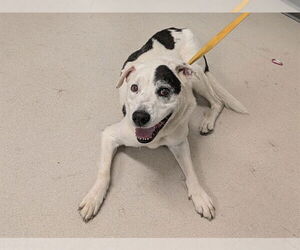 Labrador Retriever-Unknown Mix Dogs for adoption in Corona, CA, USA