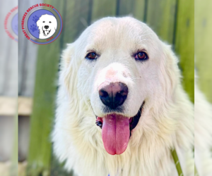 Great Pyrenees Dogs for adoption in Spring, TX, USA