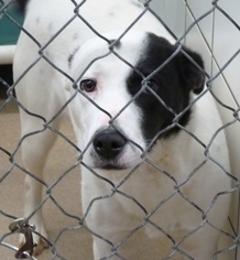 Borador Dogs for adoption in Zanesville, OH, USA