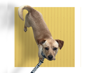 Labbe Dogs for adoption in Rockville, MD, USA