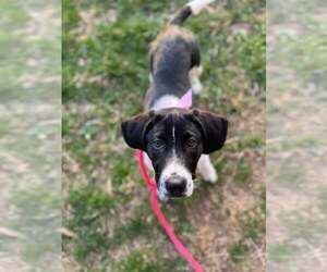 English Foxhound-Unknown Mix Dogs for adoption in Holly Springs, NC, USA