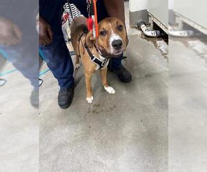 Black Mouth Cur Dogs for adoption in Forestville, MD, USA