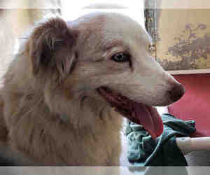 Australian Shepherd Dogs for adoption in Downey, CA, USA