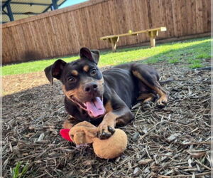 American Pit Bull Terrier-Unknown Mix Dogs for adoption in Plano, TX, USA