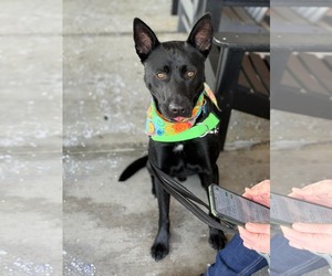 Labrador Retriever-Unknown Mix Dogs for adoption in Westwood, NJ, USA