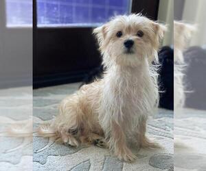 ShihPoo Dogs for adoption in ft lauderdale, FL, USA