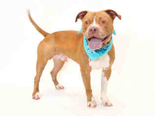 Medium Photo #1 American Pit Bull Terrier Puppy For Sale in Orlando, FL, USA