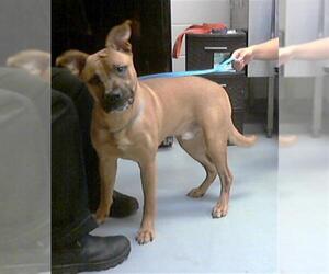 Mutt Dogs for adoption in Fayetteville, NC, USA