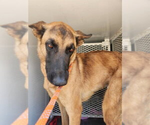 Mutt Dogs for adoption in Bakersfield, CA, USA