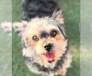 Mutt Dogs for adoption in W Hollywood, CA, USA