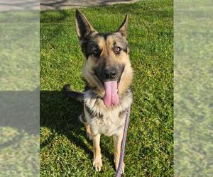 German Shepherd Dog Dogs for adoption in Sacramento, CA, USA