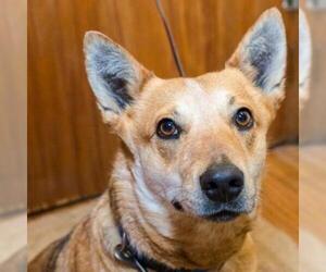 German Shepherd Dog Dogs for adoption in Madison, WI, USA