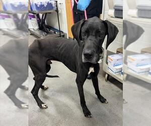 Great Dane Dogs for adoption in Forestville, MD, USA