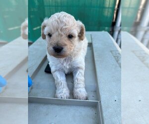 Maltese-Poodle (Toy) Mix Dogs for adoption in Norco, CA, USA
