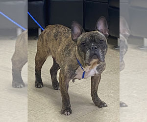 French Bulldog Dogs for adoption in Oak Bluffs, MA, USA