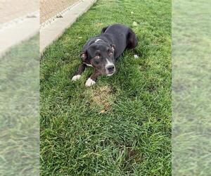 American Pit Bull Terrier-Unknown Mix Dogs for adoption in Bakersfield, CA, USA